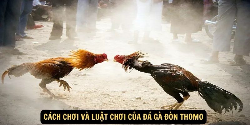 Cách chơi và luật chơi của đá gà đòn Thomo