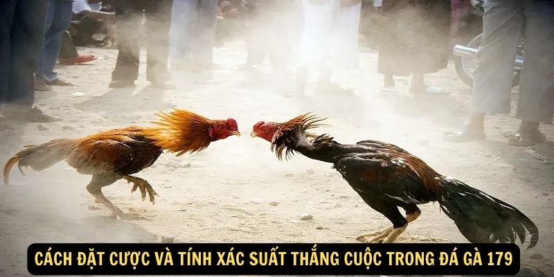 Cách đặt cược và tính xác suất thắng cuộc trong đá gà 179