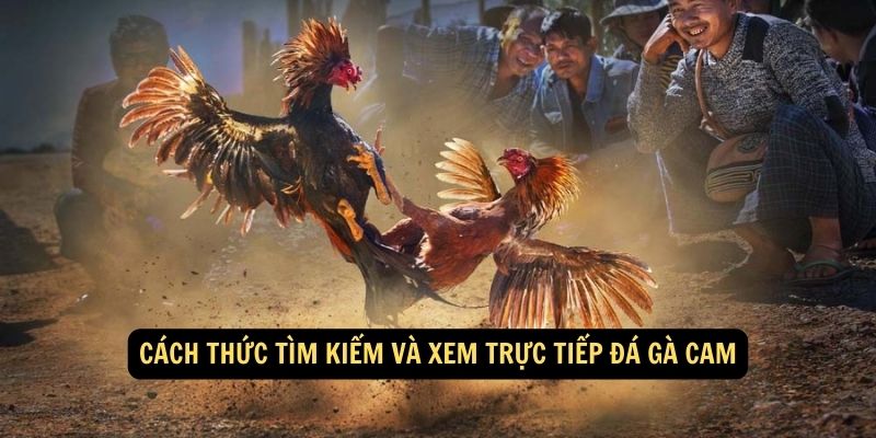 Cách thức tìm kiếm và xem trực tiếp đá gà cam