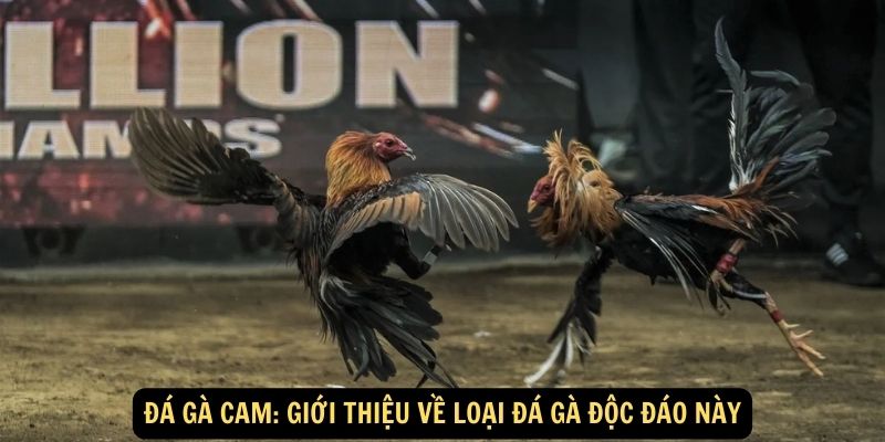 Đá gà cam: Giới thiệu về loại đá gà độc đáo này