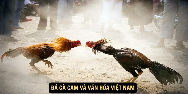 Đá gà cam và văn hóa Việt Nam