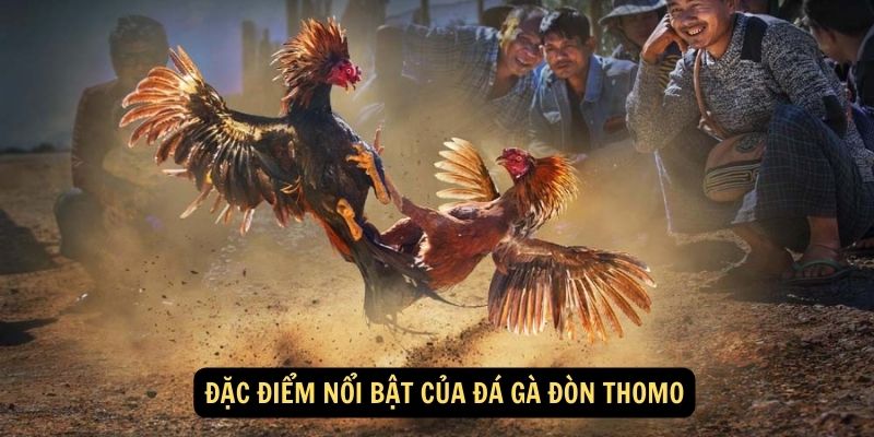 Đặc điểm nổi bật của đá gà đòn Thomo