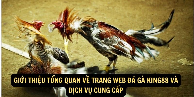 Giới thiệu tổng quan về trang web Đá gà King88 và dịch vụ cung cấp