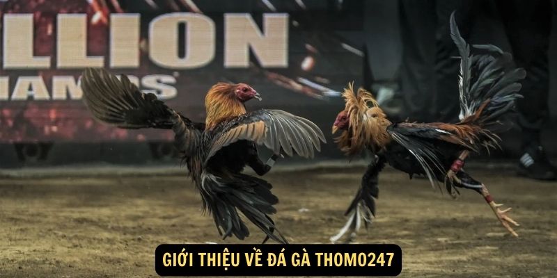 Gioi thieu ve da ga thomo247