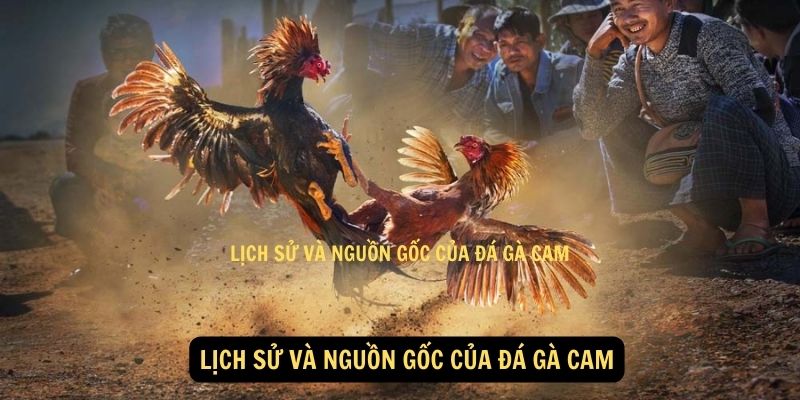 Lich su va nguon goc cua da ga cam