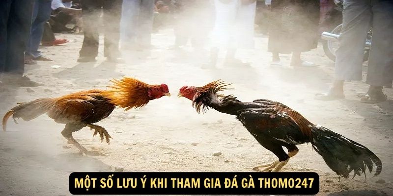 Một số lưu ý khi tham gia đá gà thomo247